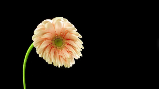 1568056 (a): :1920x1080